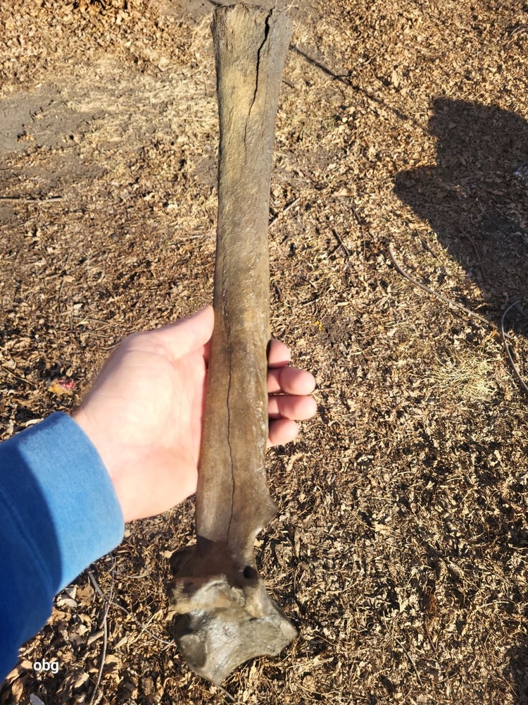 Historic Bison thoracic vertebra