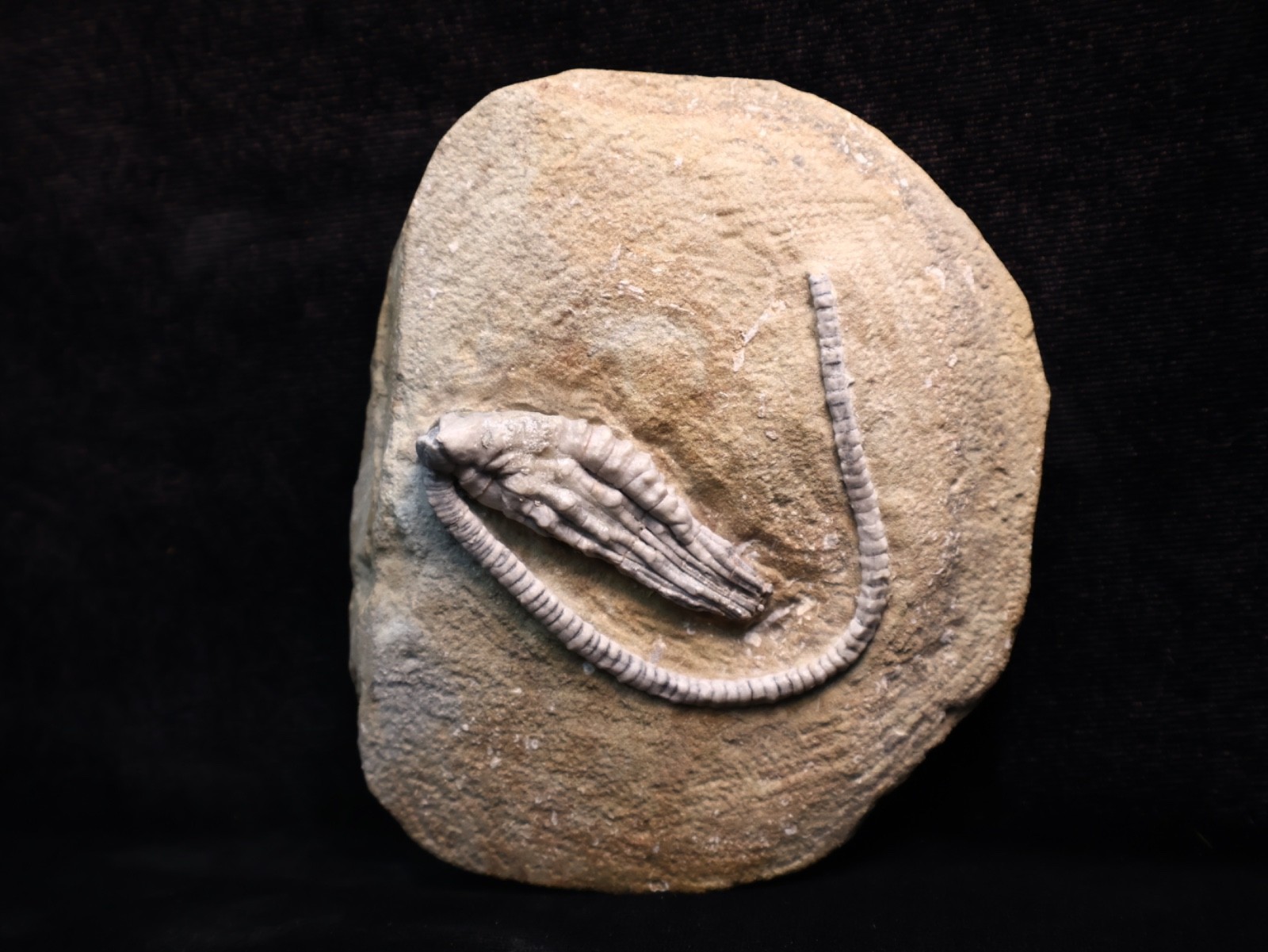 Wound Up Fossil Crinoid, Crawfordsville, IN