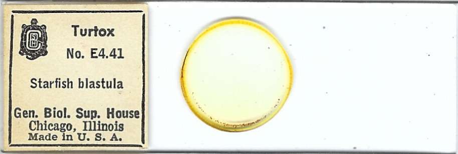 Starfish Blastula Microscope Slide by Turtox