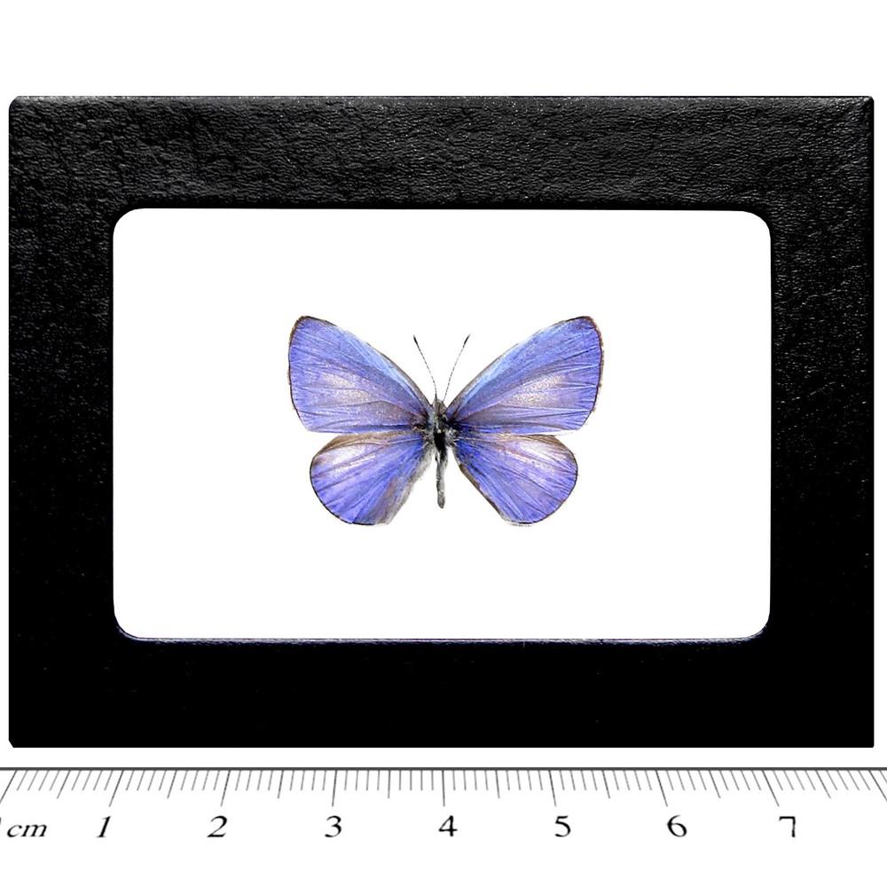 Udara dilecta REAL FRAMED BUTTERFLY PURPLE BLUE CHINA