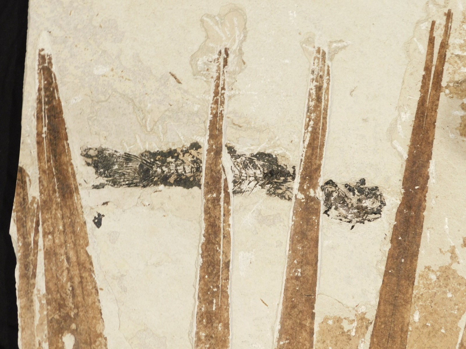 GIANT! PALM Frond Fossil With a BIG Rare Mioplosus FISH Fossil From Wyoming