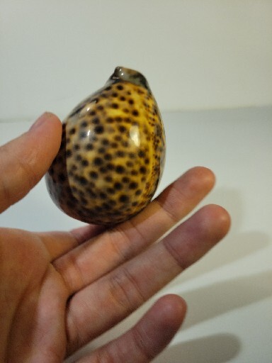 Hand Picked Cyprae Tigris Shell