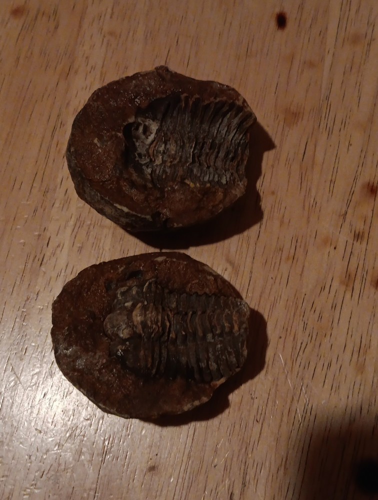 Full Stone Fossil Trilobite