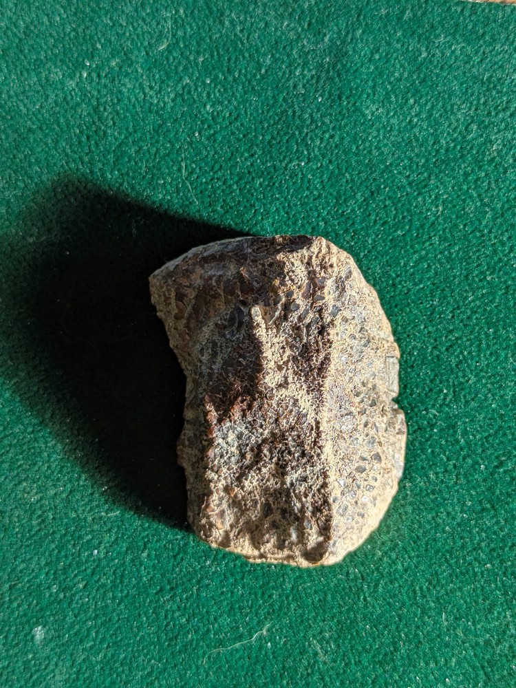 UV * Super Nice Dinosaur Bone * Rough *