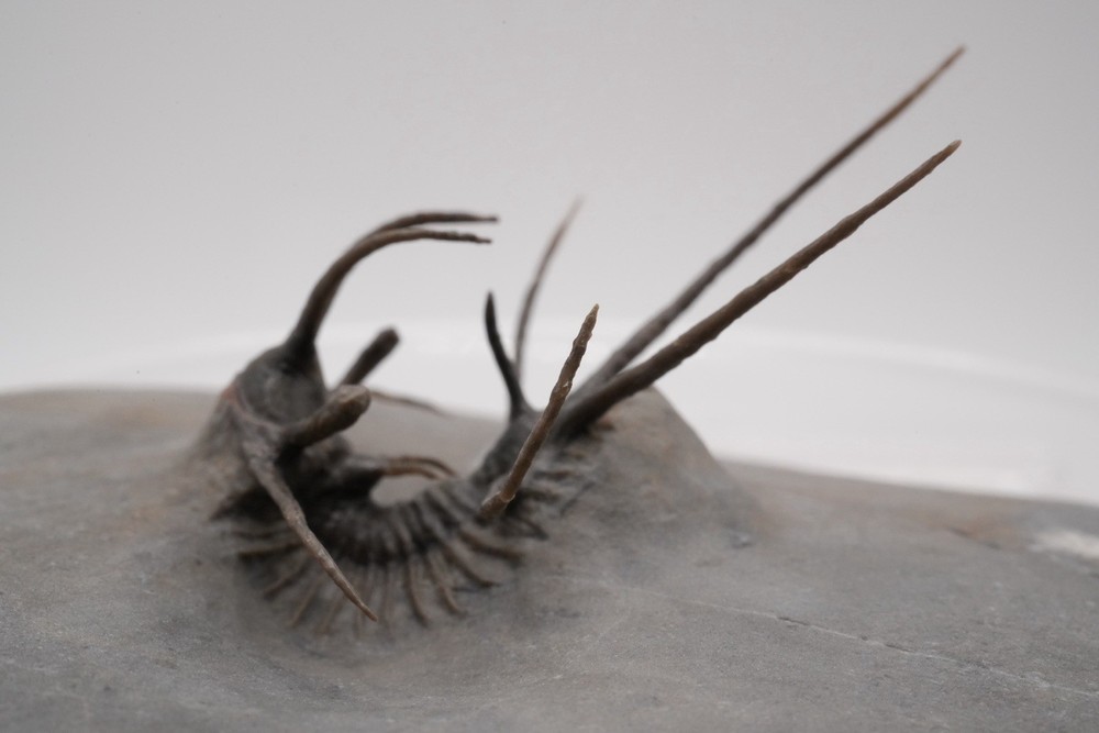 trilobites