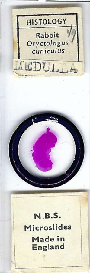 Rabbit Oryctolagus cuniculus Medulla Microscope Slide