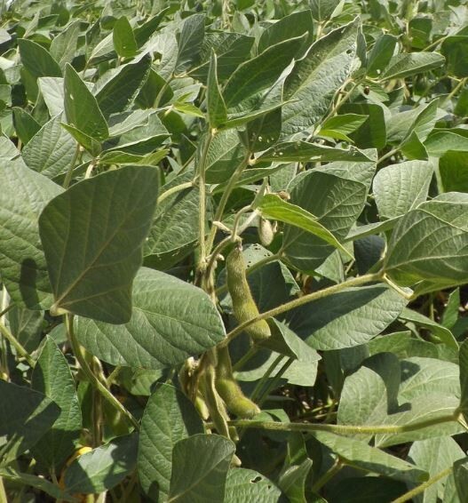 Food plot seed Soybeans 5lbs Free shipping