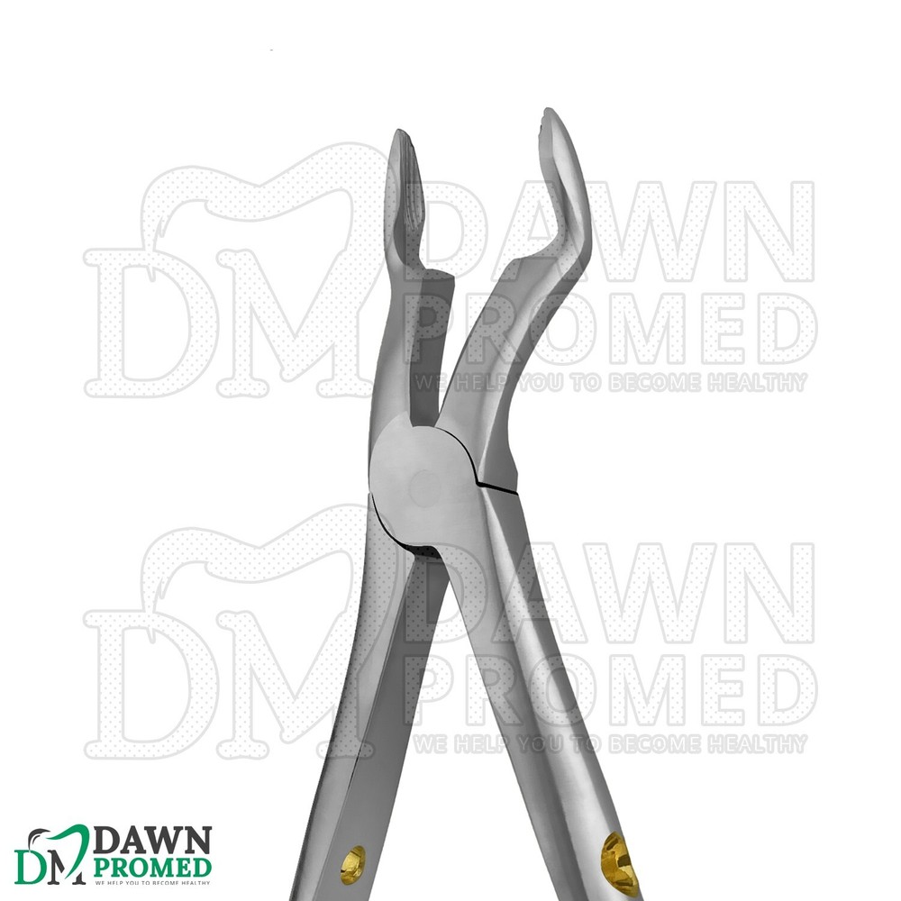 Dental Extracting Forceps #67A Gold Hollow Python Grip Handle German Grade