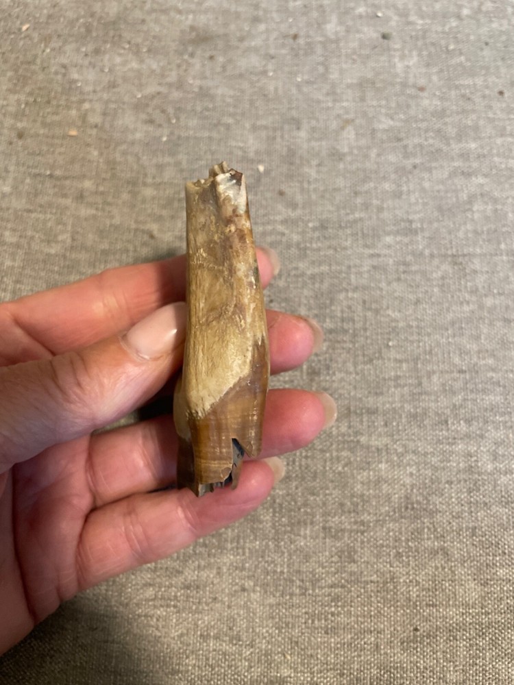 ice age horse tooth