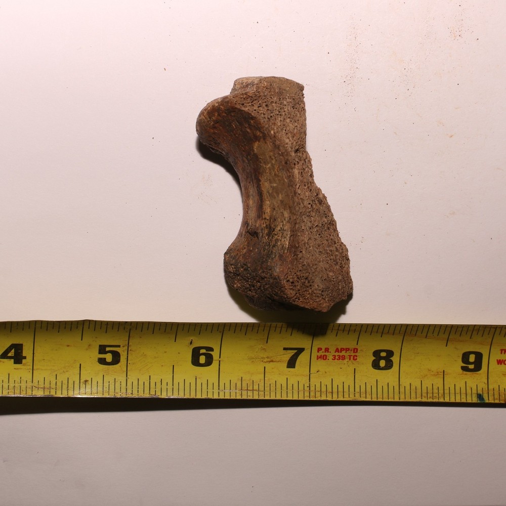 Dinosaur Vertebra Partial - Nice Sized - Hell Creek Formation CRETACEOUS Great