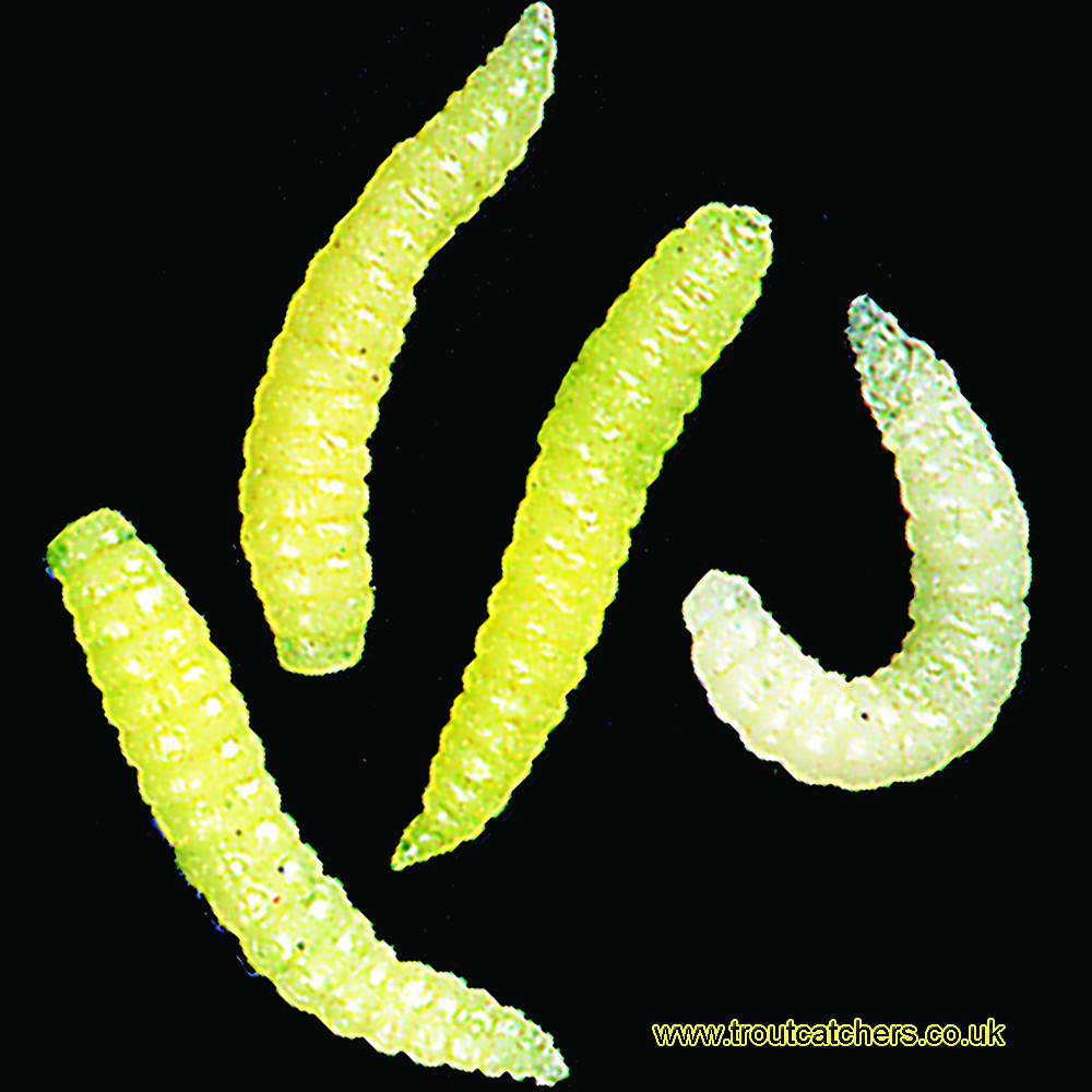 Wasp Grubs