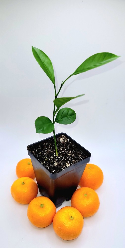 Calamondin/Calamansi seedling (Citrofortunella Microcarpa)