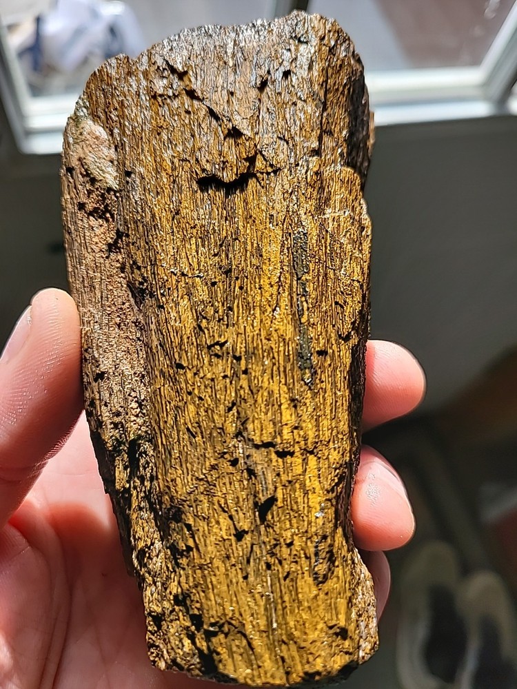 Wyoming Gembone Fossil Section – Strong Cell Pattern – Collector / Lapidary