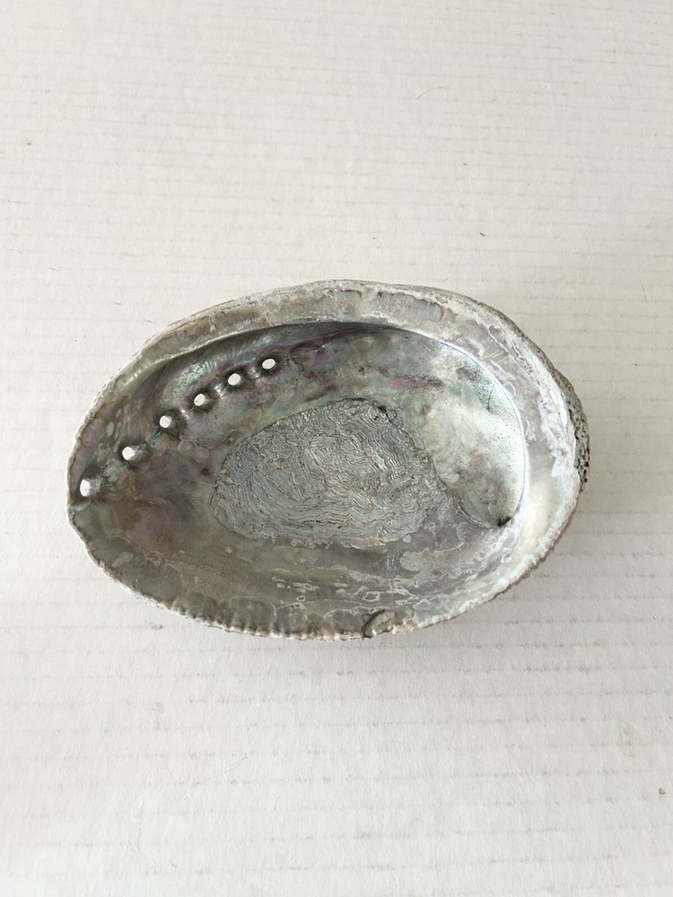 Large Natural Abalone Shell