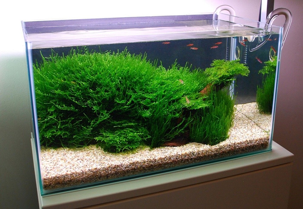 Java Moss / Christmas Moss (20 grams or .70 oz)