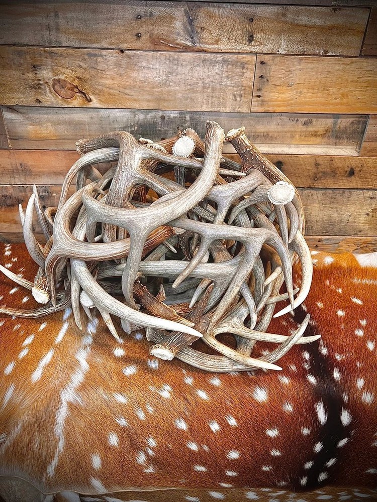 Small Table-Top Whitetail Deer Antlers - Choose Quantity