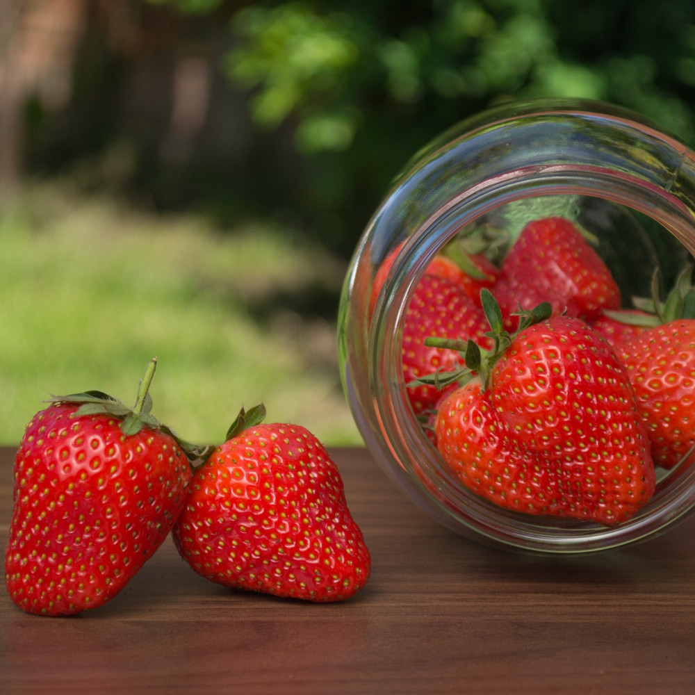 Chandler Strawberries – 10 Bare Root Plants | From Hand Picked Nursery