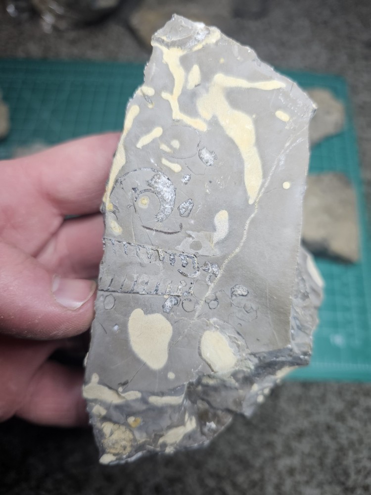 Lot Of Various Unknown Fossils