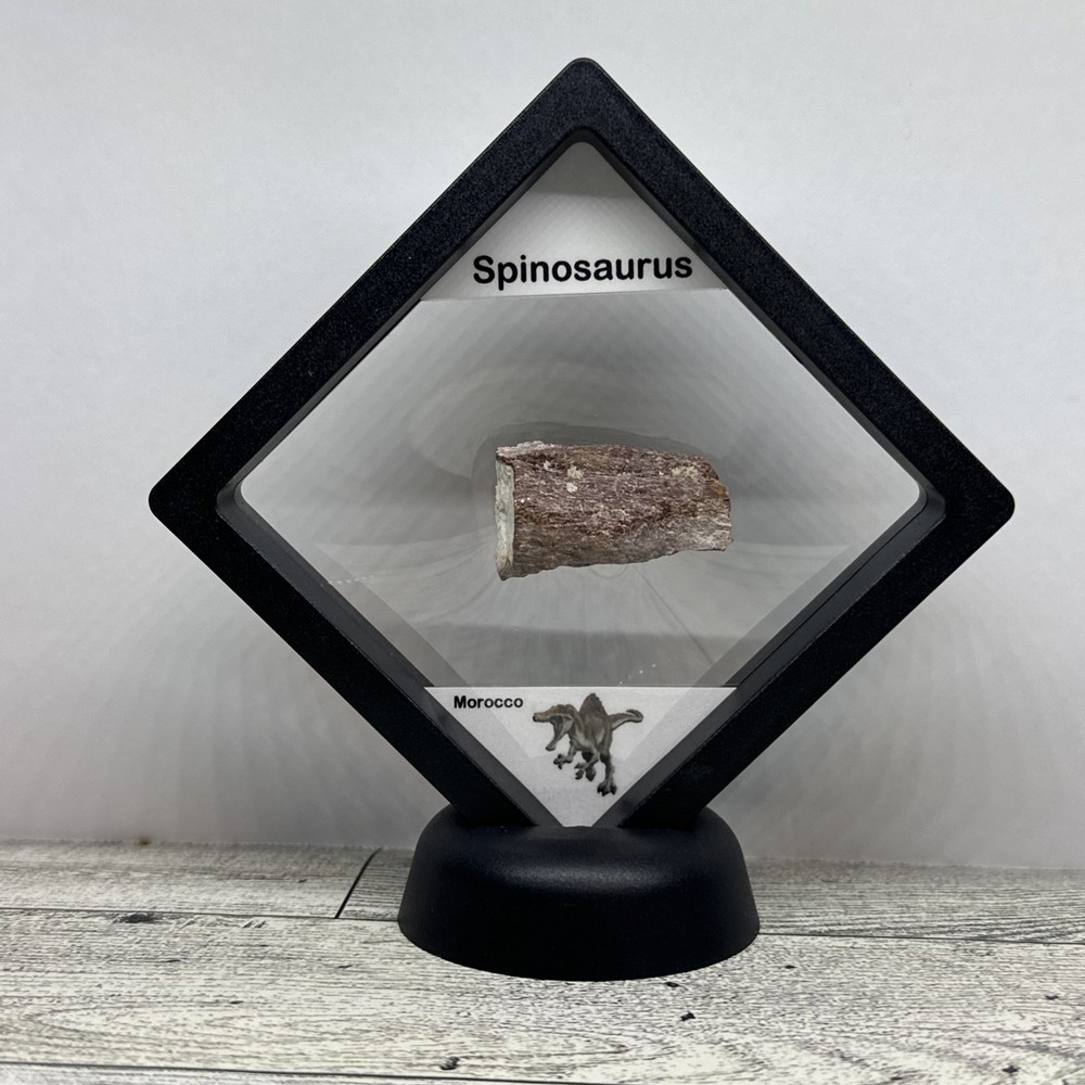 Spinosaurus Extinct Dinosaur Bone Fossil in Display Case