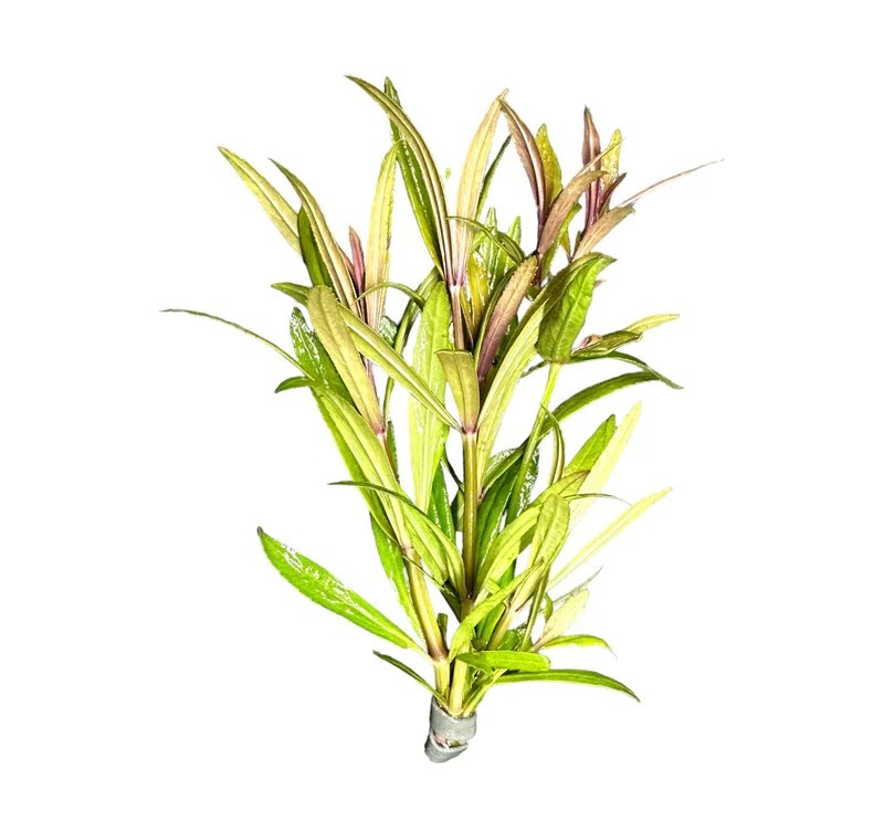 Stellatus Broadleaf (in 2" Pot)