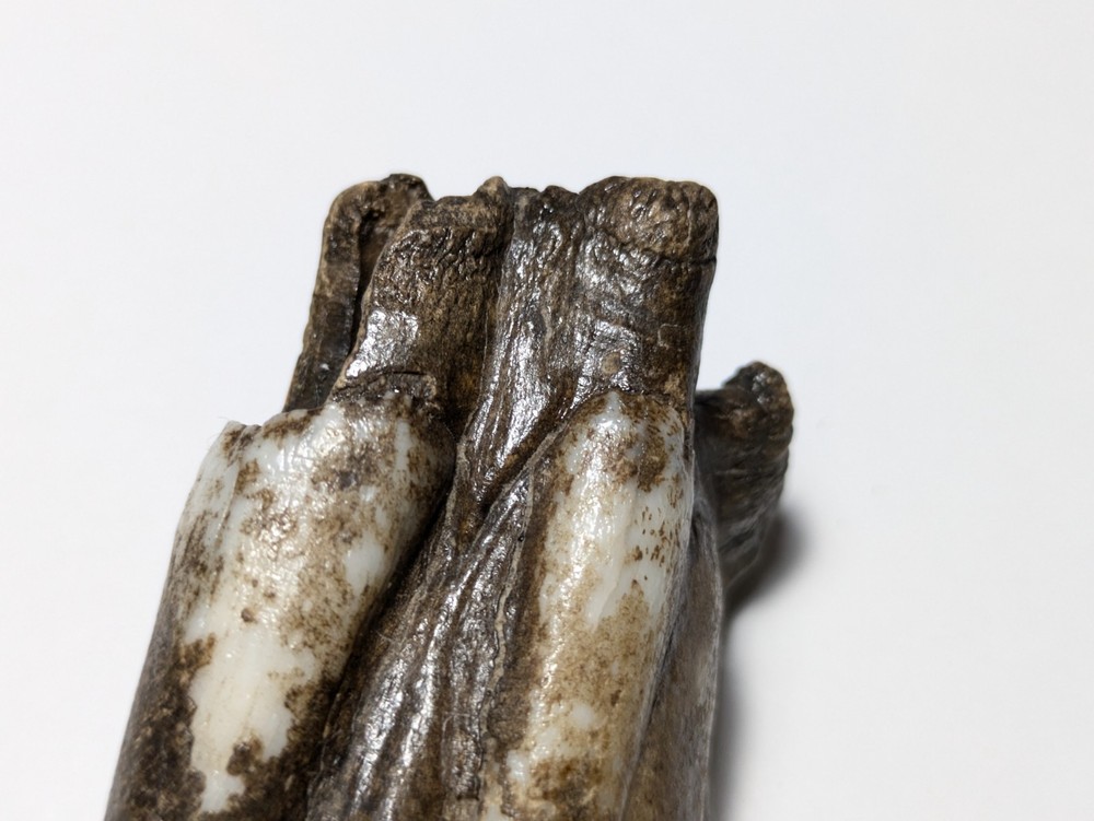 Cow Tooth