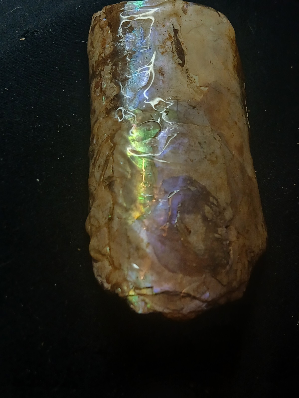 Brilliantly Colored Baculite/Iridescent/Opalized/Ammolite Gemstone