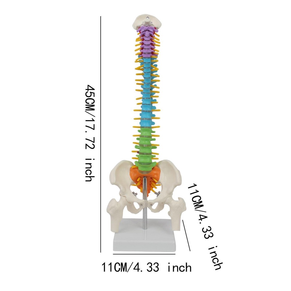 Human Spine Model Skeleton Model Anatomical Model