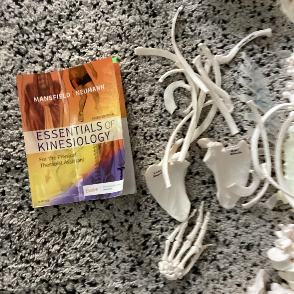 SKELETAL SYSTEM COMPLETE MODEL UNIVERSITY QUALITY REALISTIC