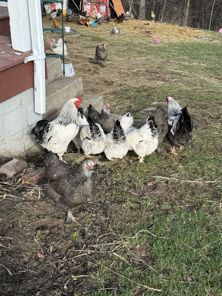 12 Dark Brahma hatching eggs