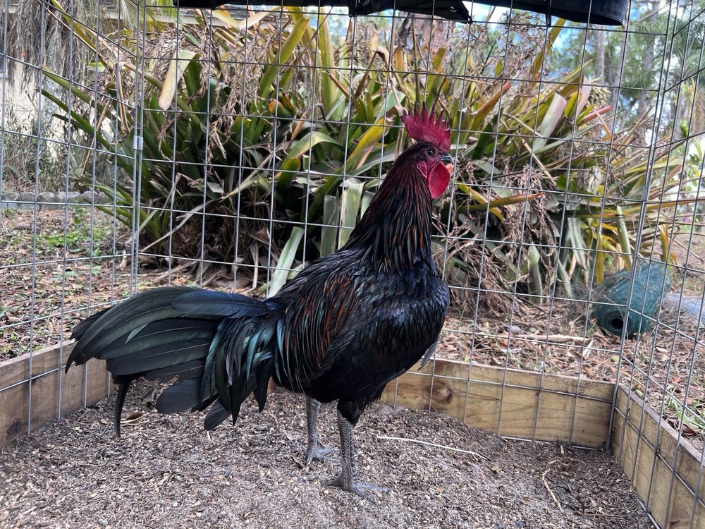 12 Plus Variety Hatching Eggs