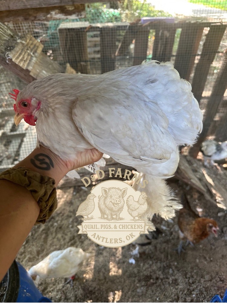 Bantam Cochin Fun Pen