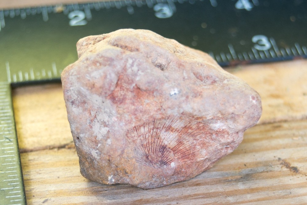 NE Oklahoma Fossil