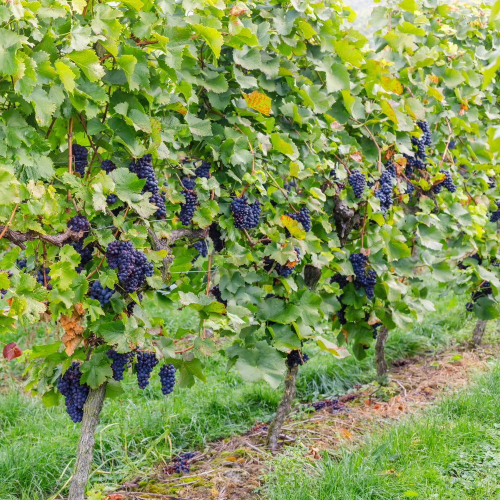 Concord Seedless Grape Vine - Bareroot Hardy American Table Grape