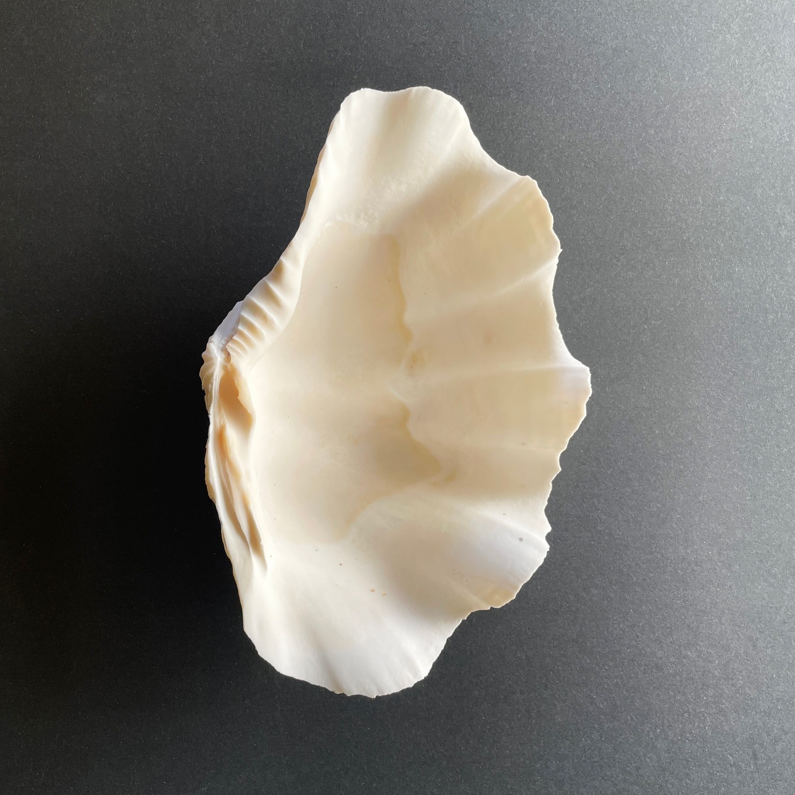 Large Natural Clam Shell • Tridacna • 9 x 6 x 3.75 inches