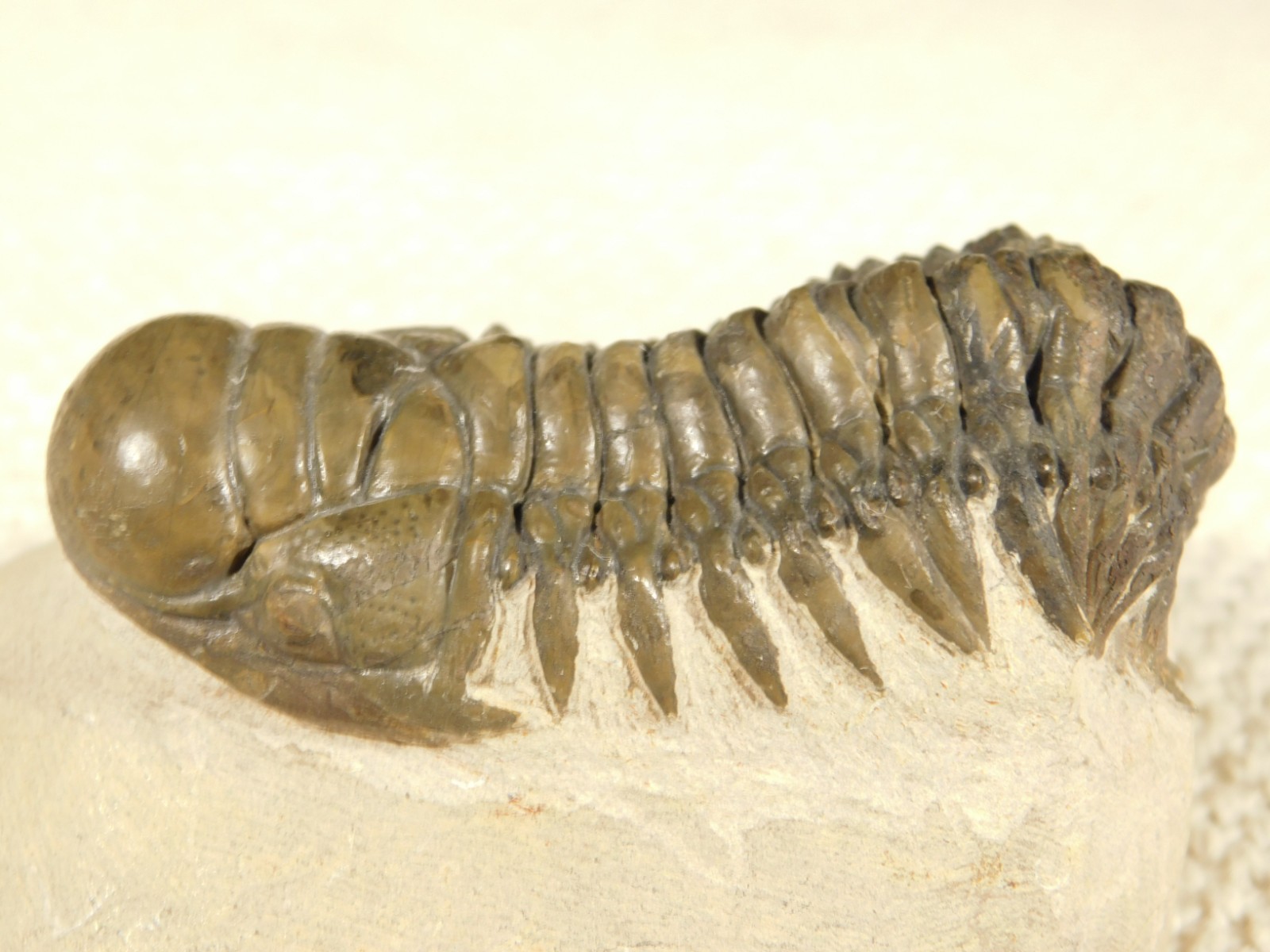 Larger! Crotalocephalina TRILOBITE Fossil 100% Natural Morocco 225gr