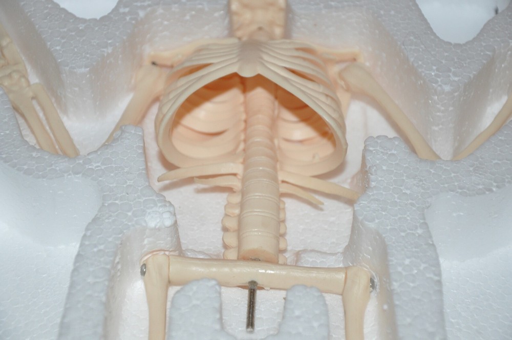 Veterinary Anatomy Bat Skeleton Display Teaching Model with stand Halloween