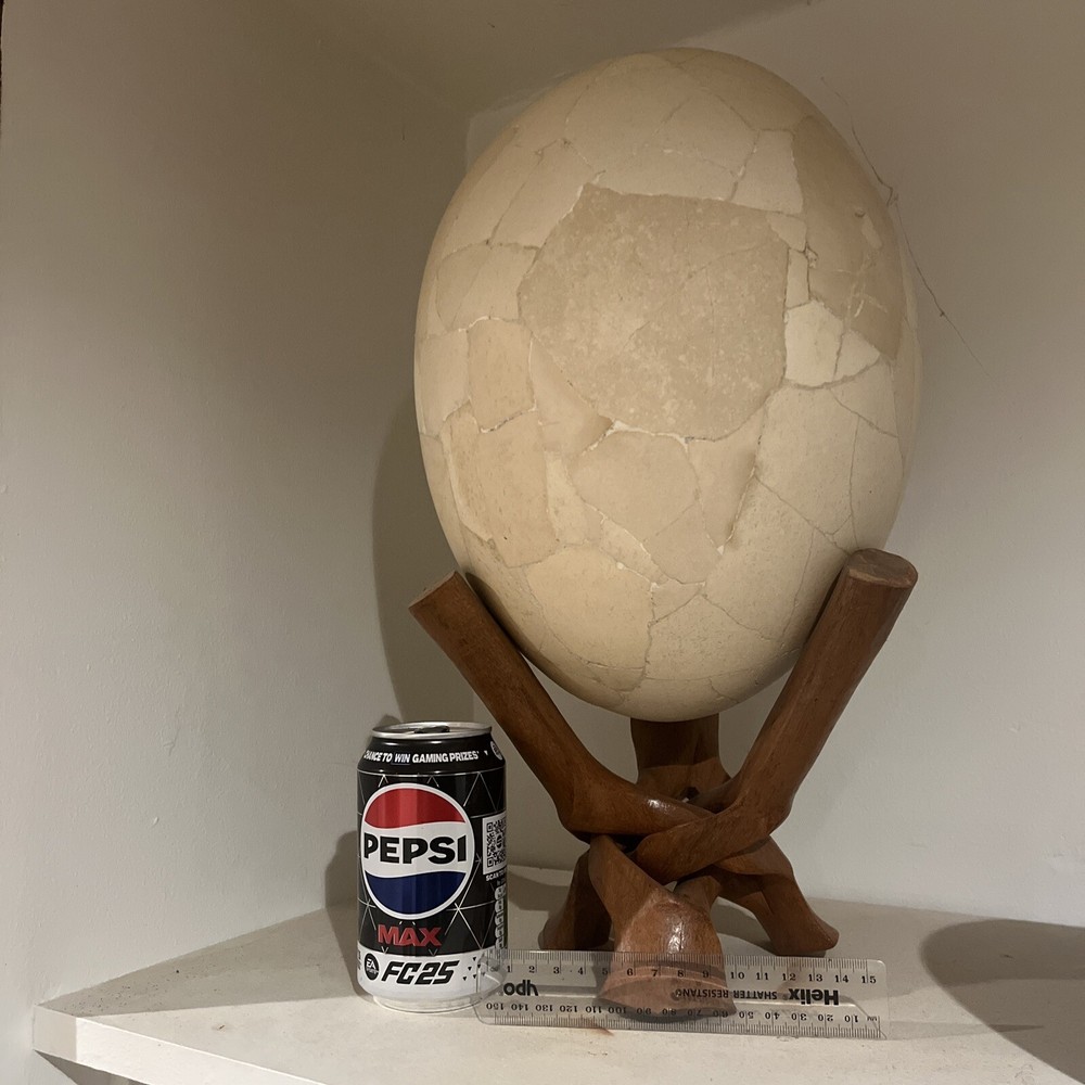 Reconstructed Elephant Bird Egg