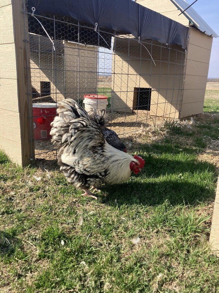 6+ Silver Laced English Orpington Hatching Eggs