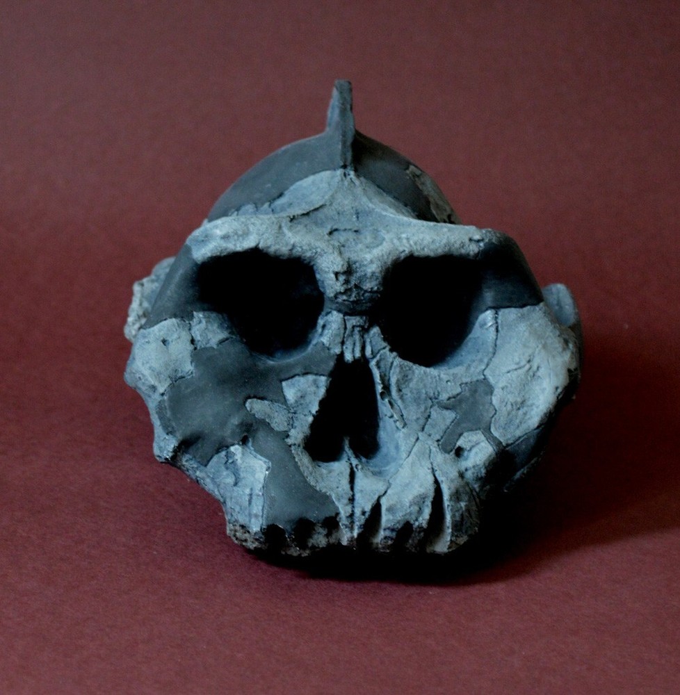 Australopithecus Aethiopicus Skull Replica