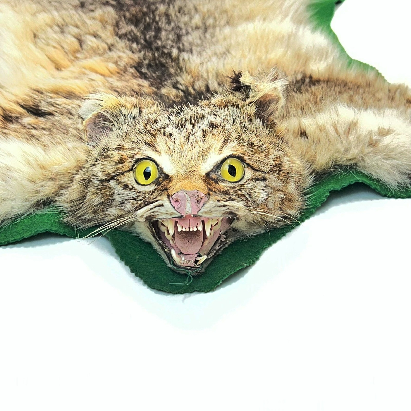 Vtg. Bobcat Taxidermy Rug Mount Full Body Green Felt Border Rustic Cabin Decor