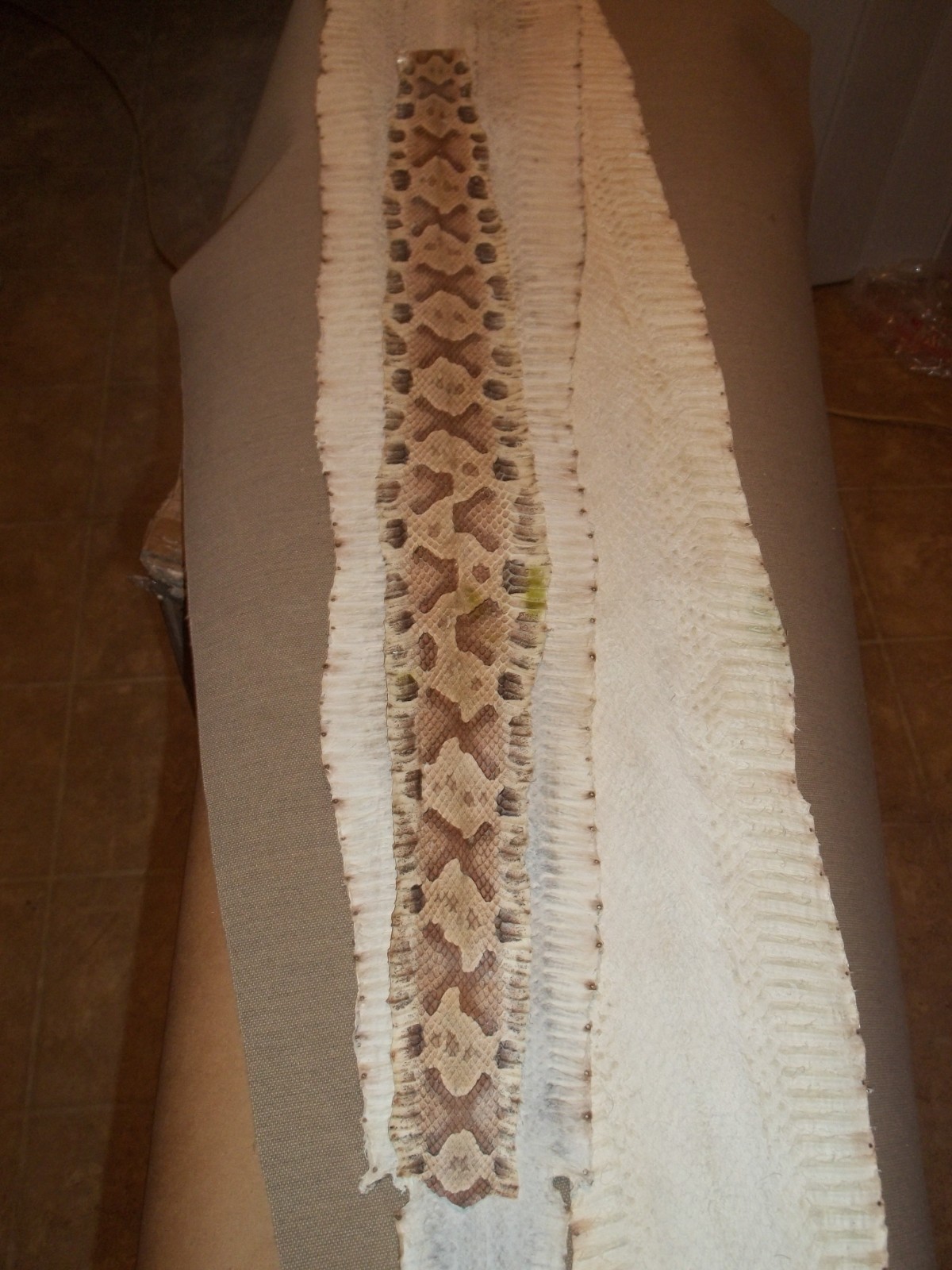 Tanned Copperhead skin 3" X 26"    "Agkistrodon contortrix"