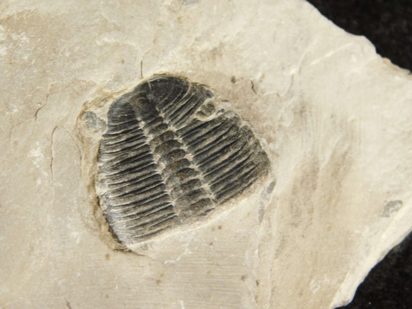 BIG Lot of TEN! 100% Natural Elrathia TRILOBITE Fossils in Matrix Utah 379gr