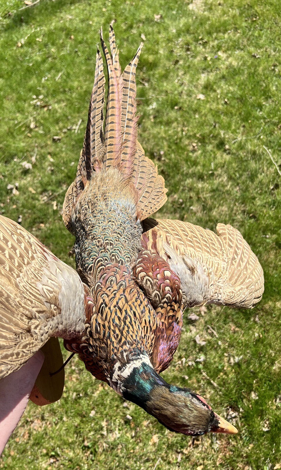 Vintage PAIR Real Ringneck Flying Pheasants Wall Mounts Taxidermy LOCAL PICKUP