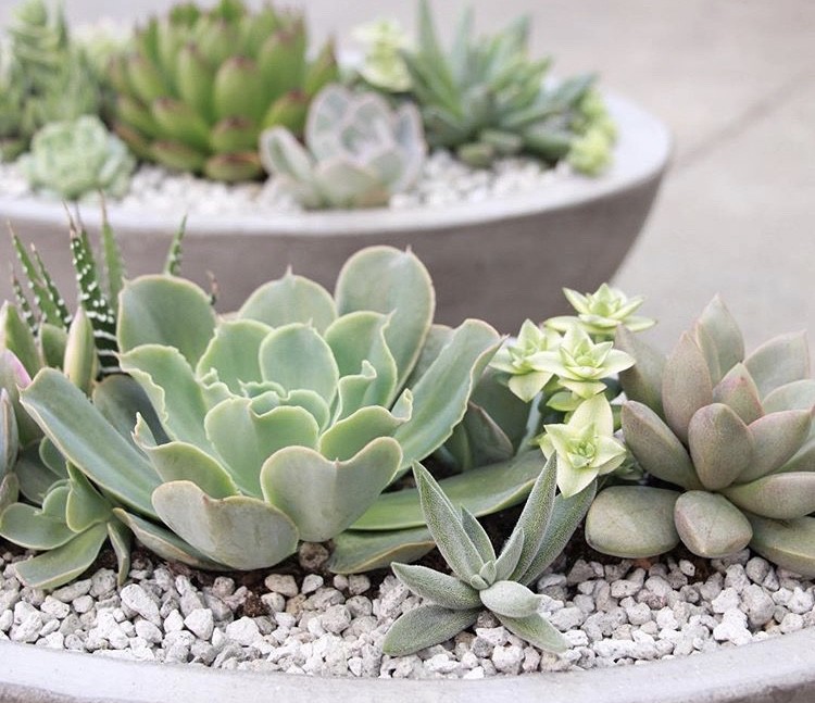 12lb. Bag Garden Pumice (3 Gallons) FREE SHIPPING!