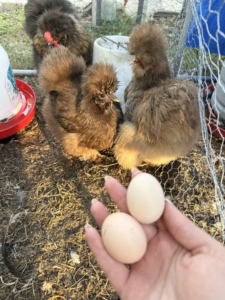 6 ct hatching silkie assorted colors