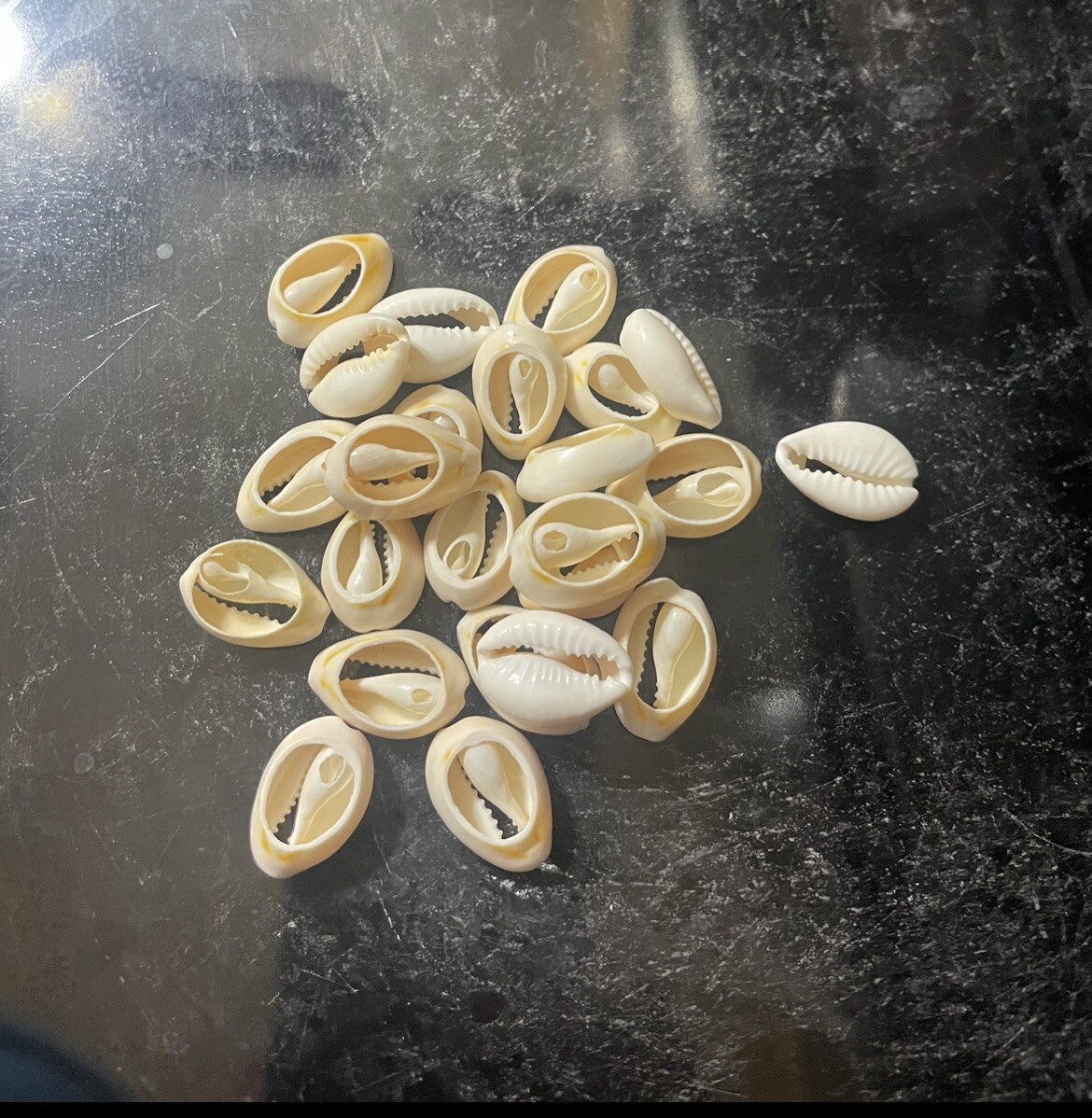 CARACOLES BLANCOS ABIERTOS ( 1 LB ) SANTERIA IFA RELIGION