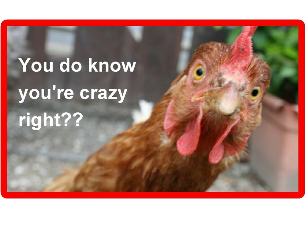Crazy Chicken  Refrigerator  / Tool Box /  Magnet