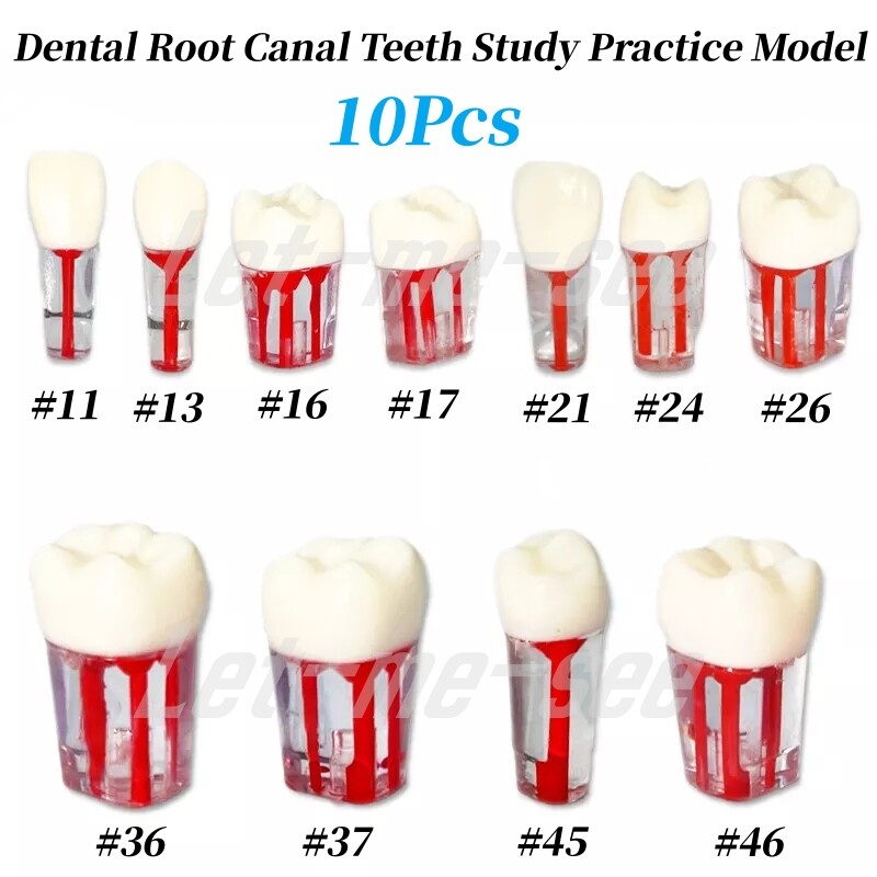 Dental Root Canal Pulp Cavity Practice Teeth Model RCT Endodontic Practice