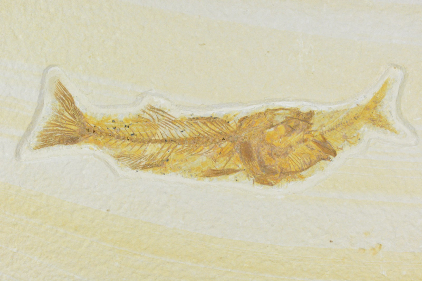 Mioplosus Aspiration, Fossil Fish,  Green River Formation, Wyoming