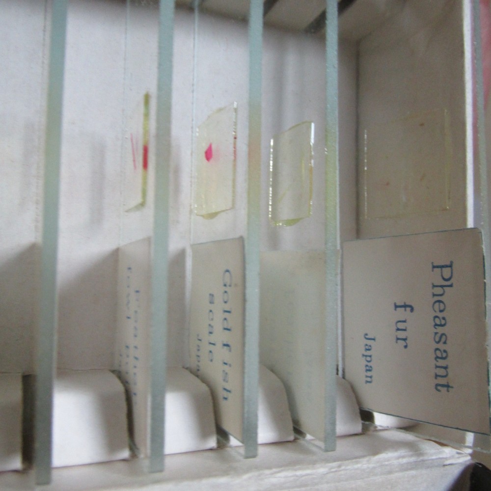 PREPARED SLIDES SPECIMEN SAMPLES JAPAN CCP MICROSCOPE PART ANIMALS "AS PICTURED"